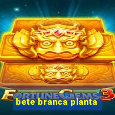 bete branca planta